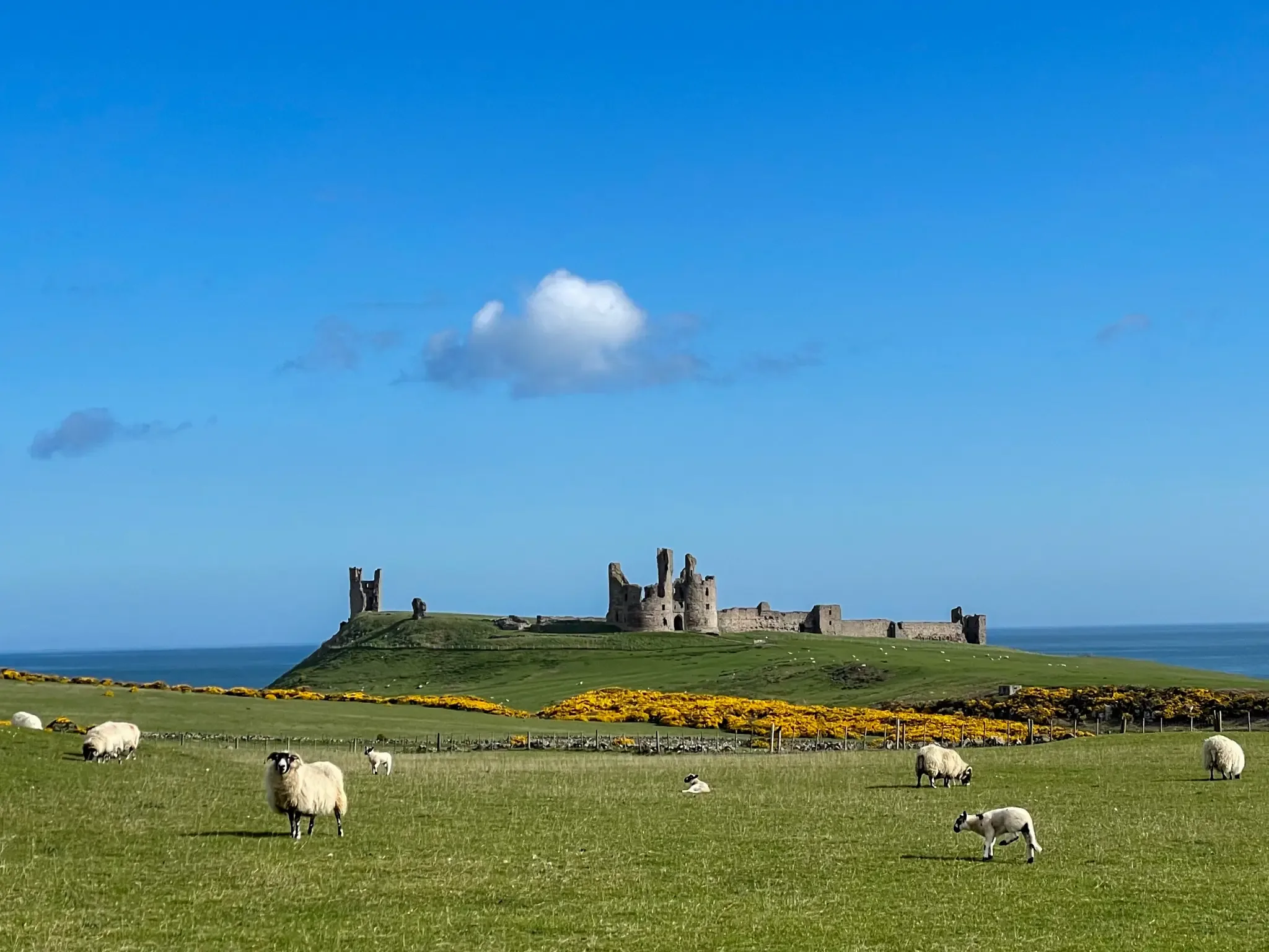 Ancient castle ruins standing guard on coastal hills while sheep graze peacefully in the foreground, representing the enduring and the pastoral